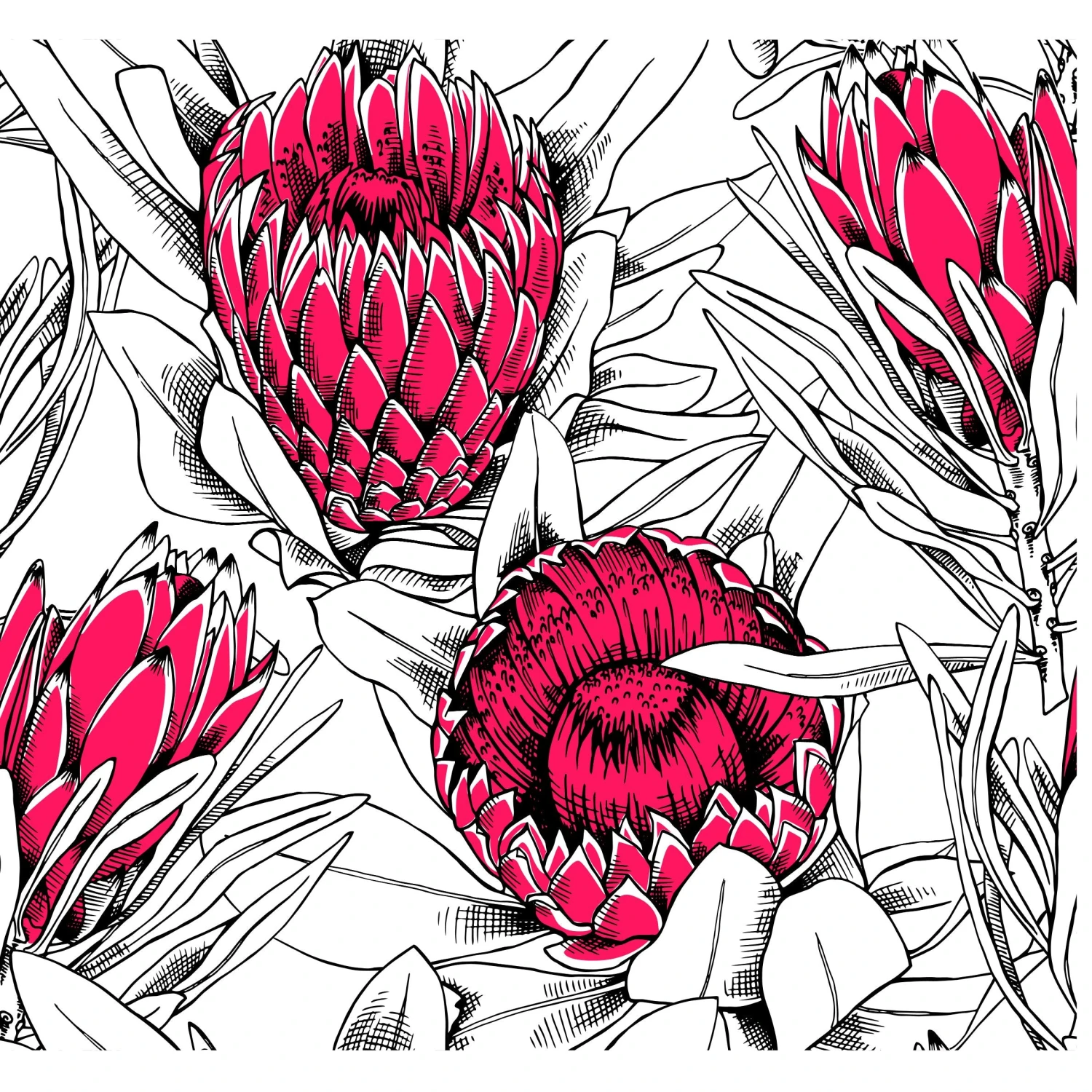 Poppin Pink Protea Wallpaper - Image 3